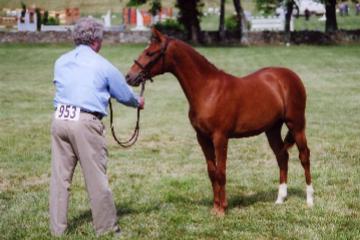 CatBalouUpperville2006