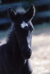 HulaBalou001