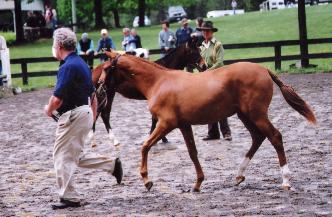 TrottingatVPBA